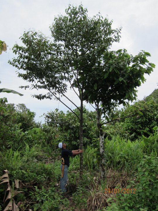 3 yrs Seraya Punai (2).JPG